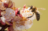 蜜蜂的知识(蜜蜂的知识：你了解蜜蜂吗？)