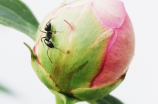 蚂蚁的拼音是什么？原来和它的生活习性有关！